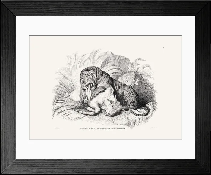 Framed Print : Tiger illustration. Plate from a vintage book of engravings by Sir Edwin Landseer Framed Print : Tiger illustration. Plate from a vintage book of engravings by Sir Edwin Landseer