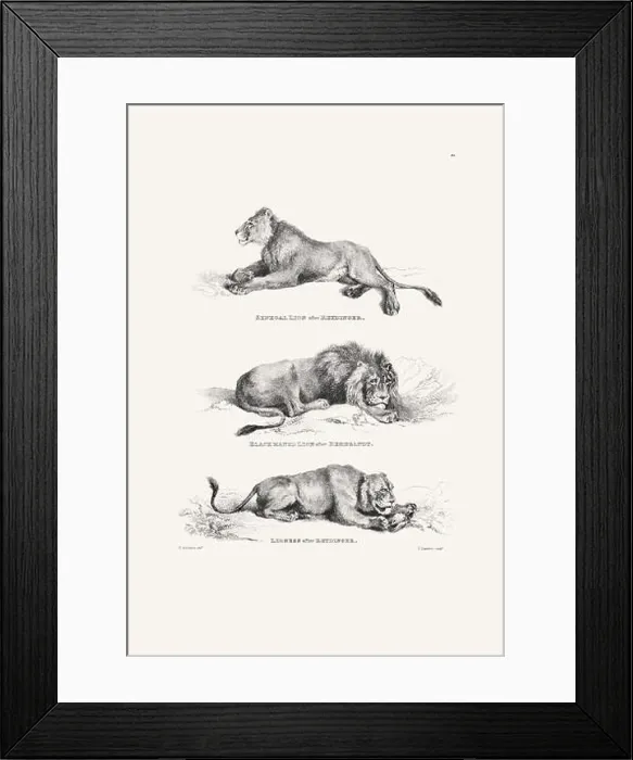 Framed Print : Lion illustration. Plate from a vintage book of engravings by Sir Edwin Landseer Framed Print : Lion illustration. Plate from a vintage book of engravings by Sir Edwin Landseer