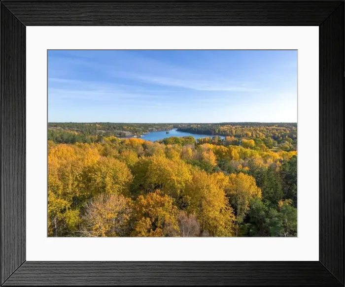 Framed Print : Aerial view of yellow autumn leaf foliage in trees of Hellasgården Nackareservatet nature reserve in Sweden Framed Print : Aerial view of yellow autumn leaf foliage in trees of Hellasgården Nackareservatet nature reserve in Sweden
