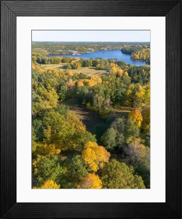 Framed Print : Aerial view of yellow autumn leaf foliage in trees of Hellasgården Nackareservatet nature reserve in Sweden Framed Print : Aerial view of yellow autumn leaf foliage in trees of Hellasgården Nackareservatet nature reserve in Sweden
