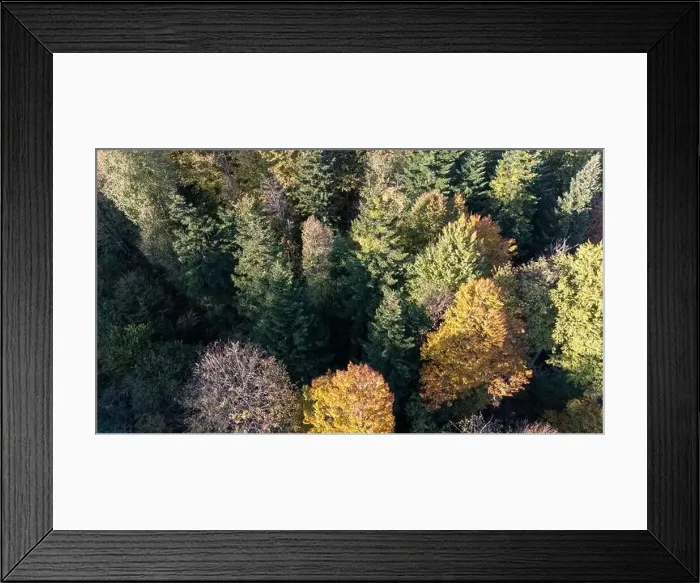 Framed Print : Fall season forest trees from right above Framed Print : Fall season forest trees from right above