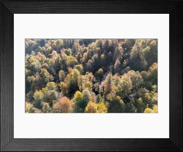Framed Print : Fall season forest from above Framed Print : Fall season forest from above