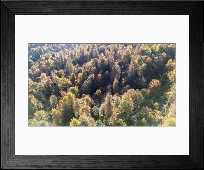 Framed Print : Autumn season forest from above