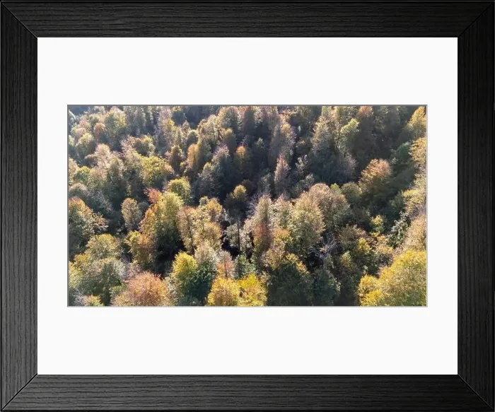Framed Print : AERIAL view. Autumn season forest Framed Print : AERIAL view. Autumn season forest