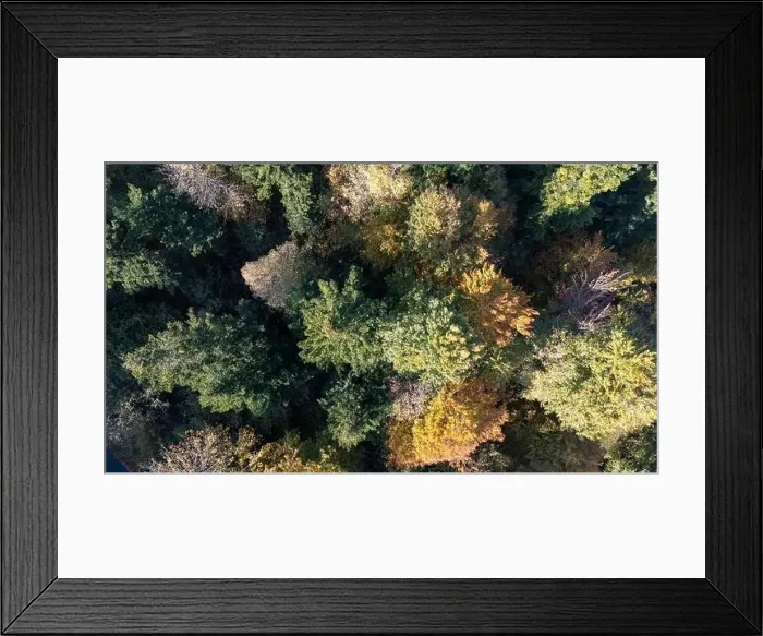 Framed Print : Autumn forest in the sun from above Framed Print : Autumn forest in the sun from above