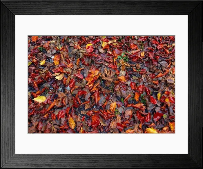 Framed Print : Fall season forest leaves on the ground
