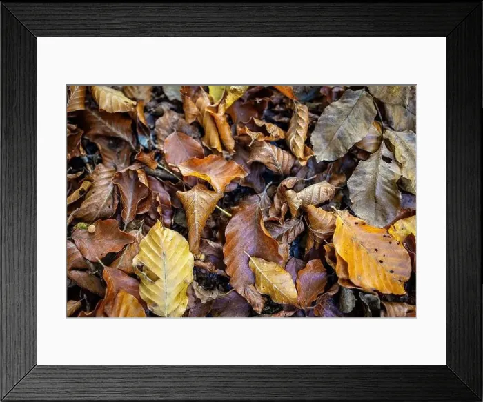 Framed Print : Fall season forest leaves. Close up shot