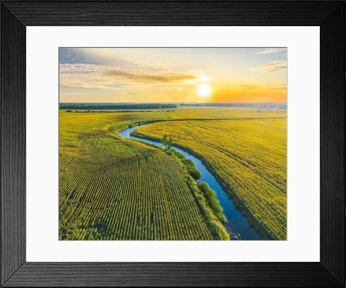 Framed Print : Aerial view of a picturesque river winding its way through vibrant sunflower fields Framed Print : Aerial view of a picturesque river winding its way through vibrant sunflower fields