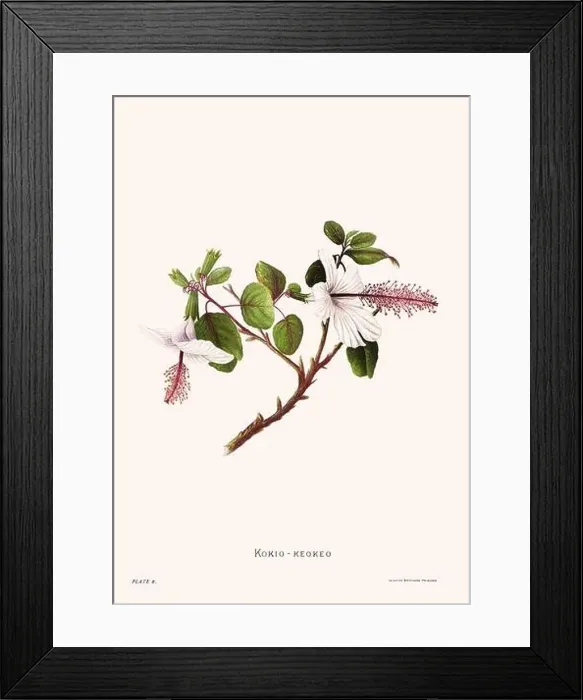 Framed Print : Flower illustration of Hawaiian blooms from 1885