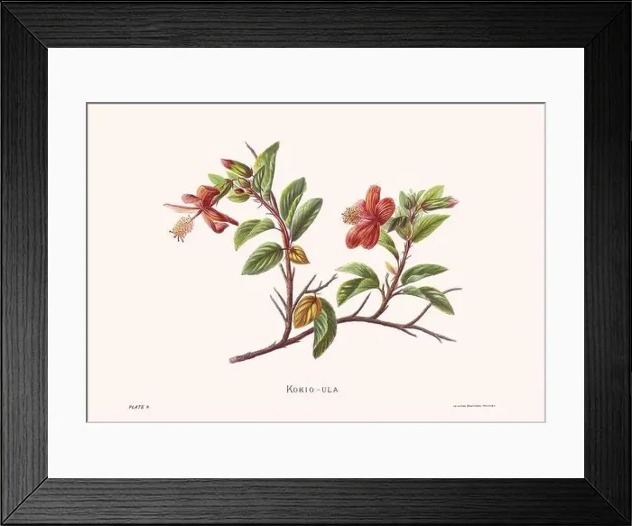 Framed Print : Flower illustration of Hawaiian blooms from 1885 Framed Print : Flower illustration of Hawaiian blooms from 1885