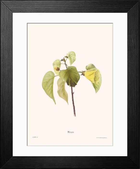 Framed Print : Flower illustration of Hawaiian blooms from 1885 Framed Print : Flower illustration of Hawaiian blooms from 1885