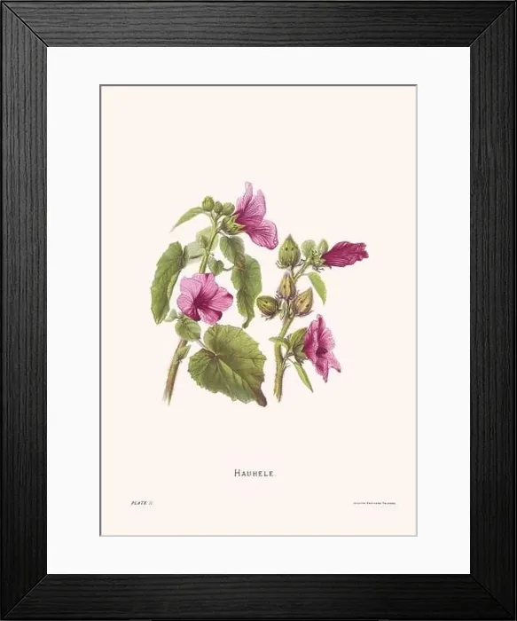 Framed Print : Flower illustration of Hawaiian blooms from 1885 Framed Print : Flower illustration of Hawaiian blooms from 1885