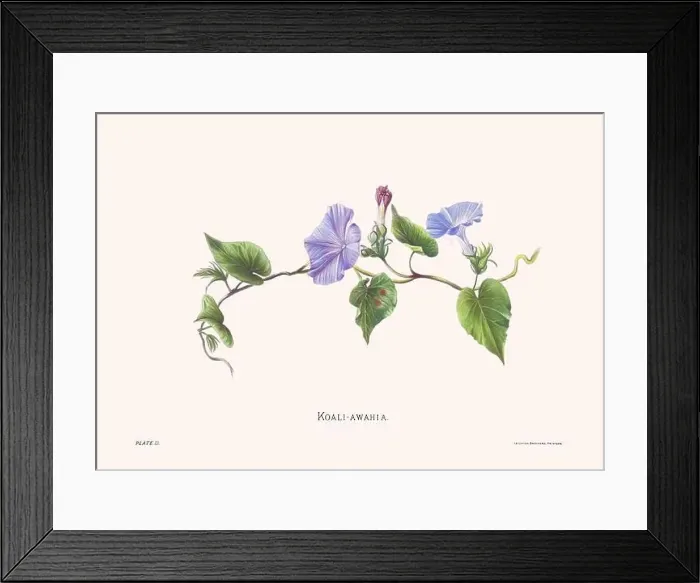 Framed Print : Flower illustration of Hawaiian blooms from 1885 Framed Print : Flower illustration of Hawaiian blooms from 1885