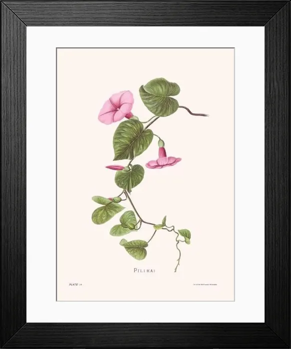 Framed Print : Flower illustration of Hawaiian blooms from 1885 Framed Print : Flower illustration of Hawaiian blooms from 1885