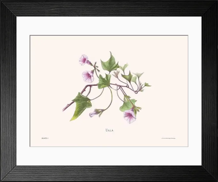 Framed Print : Flower illustration of Hawaiian blooms from 1885 Framed Print : Flower illustration of Hawaiian blooms from 1885