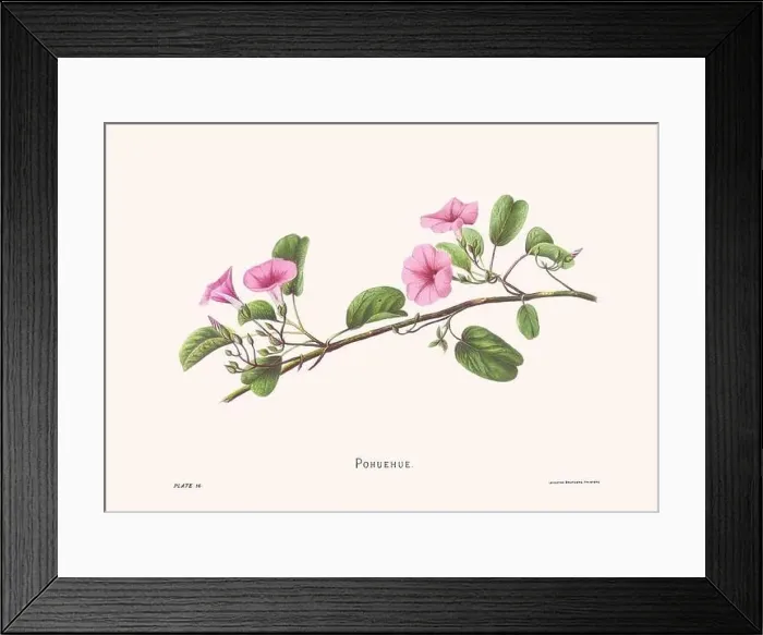 Framed Print : Flower illustration of Hawaiian blooms from 1885 Framed Print : Flower illustration of Hawaiian blooms from 1885