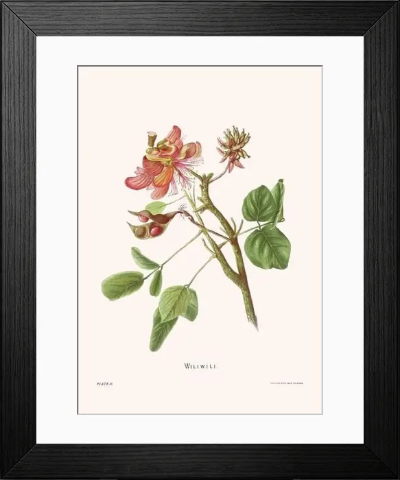 Framed Print : Flower illustration of Hawaiian blooms from 1885 Framed Print : Flower illustration of Hawaiian blooms from 1885