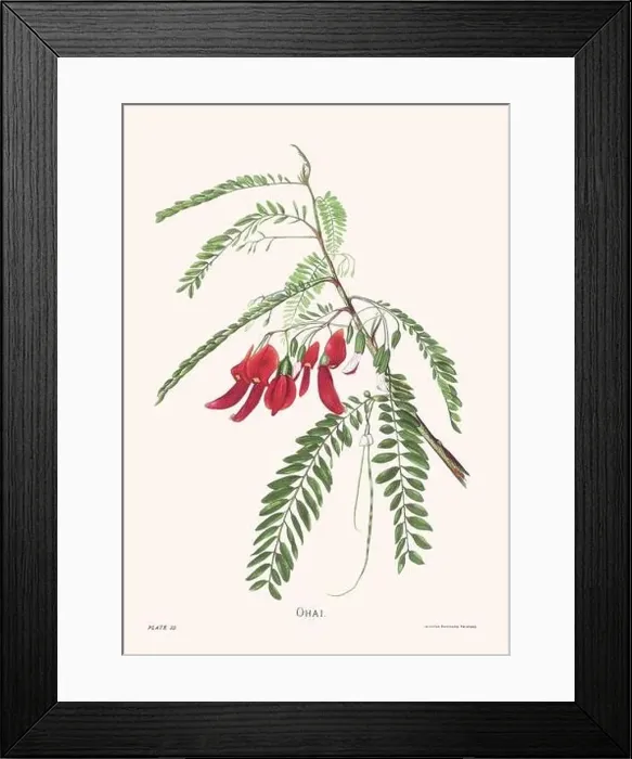 Framed Print : Flower illustration of Hawaiian blooms from 1885 Framed Print : Flower illustration of Hawaiian blooms from 1885