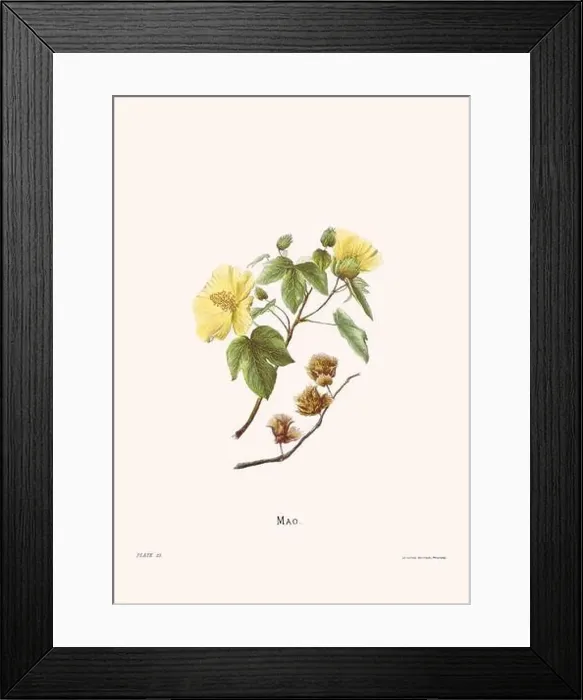 Framed Print : Flower illustration of Hawaiian blooms from 1885 Framed Print : Flower illustration of Hawaiian blooms from 1885