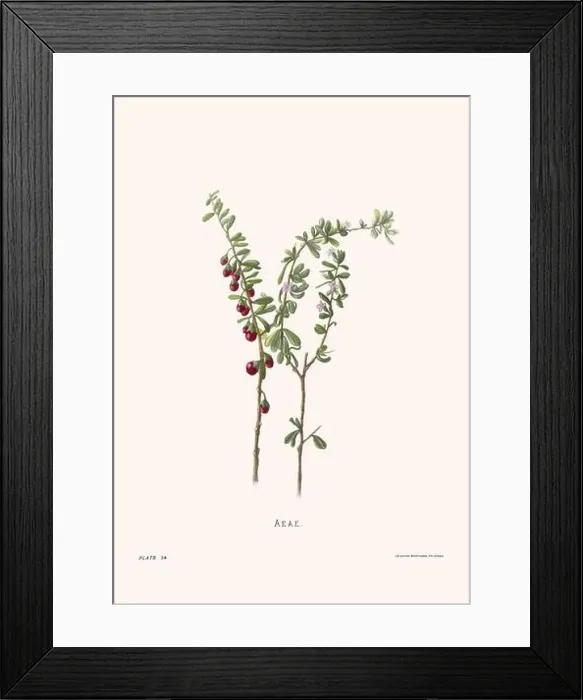 Framed Print : Flower illustration of Hawaiian blooms from 1885 Framed Print : Flower illustration of Hawaiian blooms from 1885