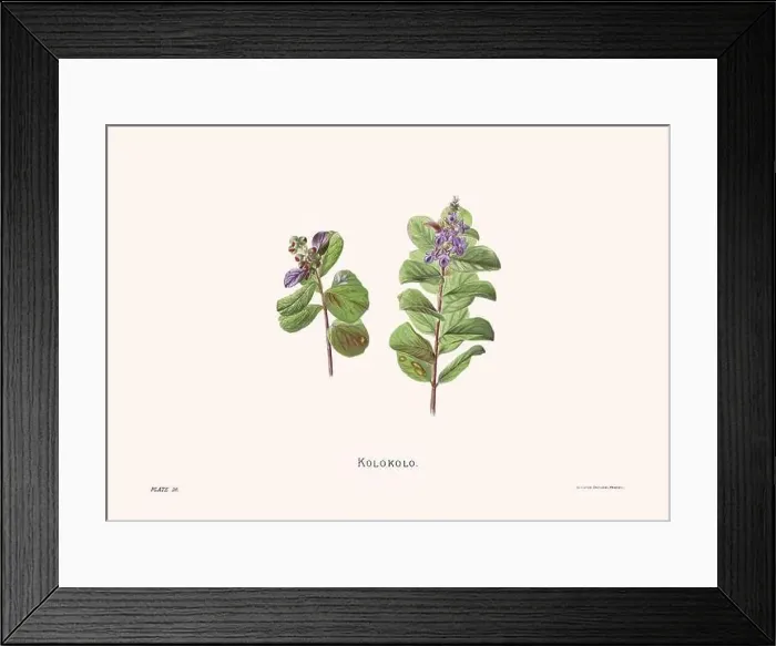 Framed Print : Flower illustration of Hawaiian blooms from 1885 Framed Print : Flower illustration of Hawaiian blooms from 1885