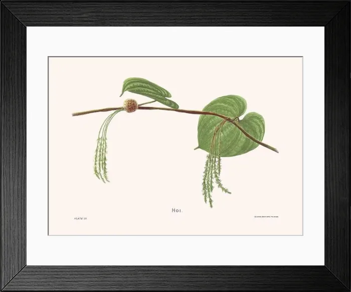 Framed Print : Flower illustration of Hawaiian blooms from 1885 Framed Print : Flower illustration of Hawaiian blooms from 1885