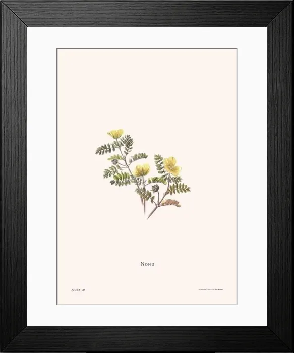 Framed Print : Flower illustration of Hawaiian blooms from 1885 Framed Print : Flower illustration of Hawaiian blooms from 1885