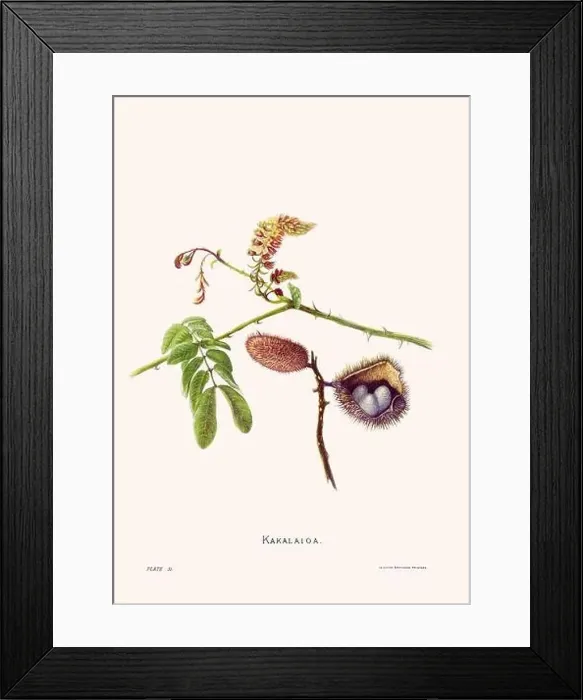 Framed Print : Flower illustration of Hawaiian blooms from 1885 Framed Print : Flower illustration of Hawaiian blooms from 1885