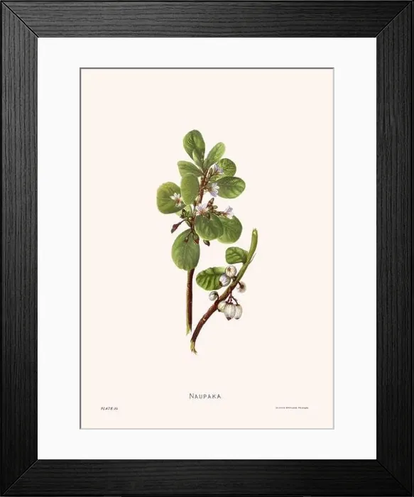 Framed Print : Flower illustration of Hawaiian blooms from 1885 Framed Print : Flower illustration of Hawaiian blooms from 1885