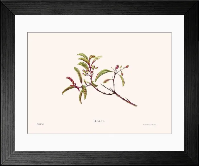 Framed Print : Flower illustration of Hawaiian blooms from 1885 Framed Print : Flower illustration of Hawaiian blooms from 1885