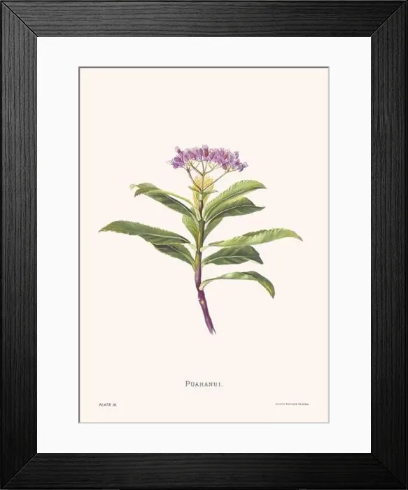 Framed Print : Flower illustration of Hawaiian blooms from 1885 Framed Print : Flower illustration of Hawaiian blooms from 1885
