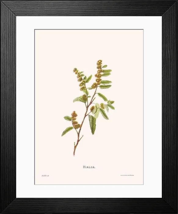 Framed Print : Flower illustration of Hawaiian blooms from 1885 Framed Print : Flower illustration of Hawaiian blooms from 1885