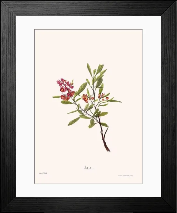 Framed Print : Flower illustration of Hawaiian blooms from 1885 Framed Print : Flower illustration of Hawaiian blooms from 1885