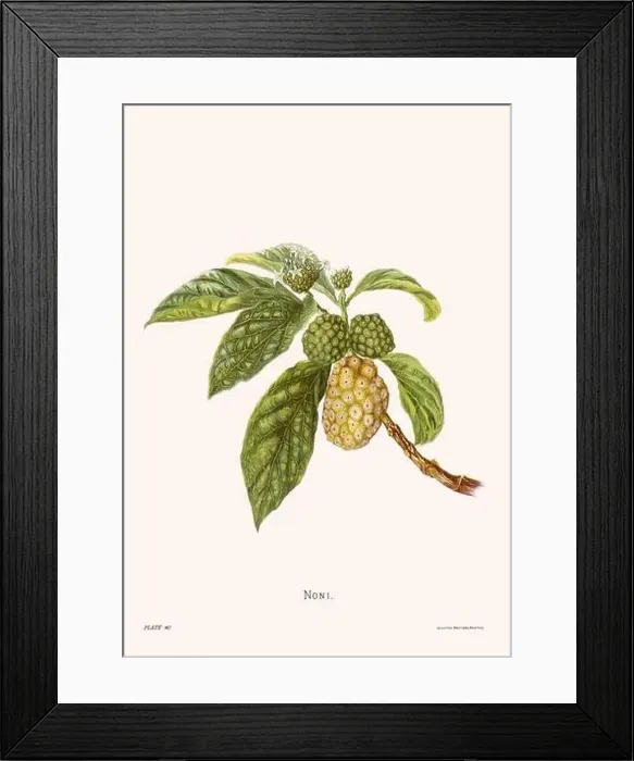 Framed Print : Flower illustration of Hawaiian blooms from 1885 Framed Print : Flower illustration of Hawaiian blooms from 1885