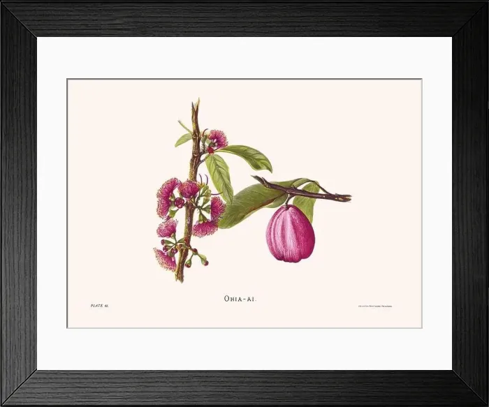 Framed Print : Flower illustration of Hawaiian blooms from 1885 Framed Print : Flower illustration of Hawaiian blooms from 1885