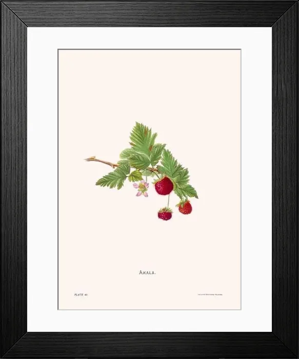 Framed Print : Flower illustration of Hawaiian blooms from 1885 Framed Print : Flower illustration of Hawaiian blooms from 1885