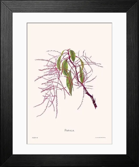 Framed Print : Flower illustration of Hawaiian blooms from 1885 Framed Print : Flower illustration of Hawaiian blooms from 1885