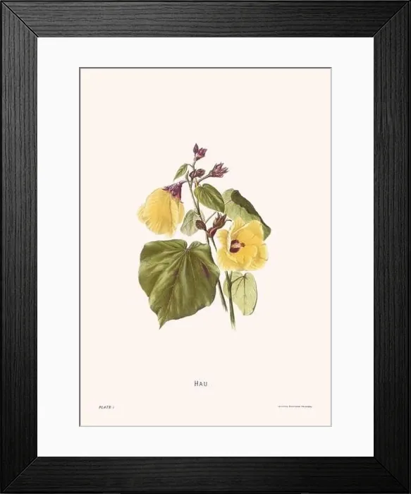 Framed Print : Flower illustration of Hawaiian blooms from 1885 Framed Print : Flower illustration of Hawaiian blooms from 1885