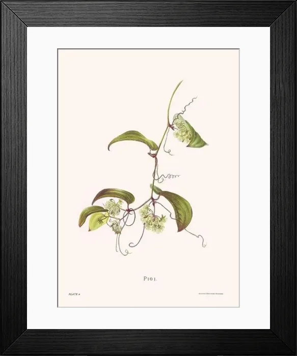 Framed Print : Flower illustration of Hawaiian blooms from 1885 Framed Print : Flower illustration of Hawaiian blooms from 1885