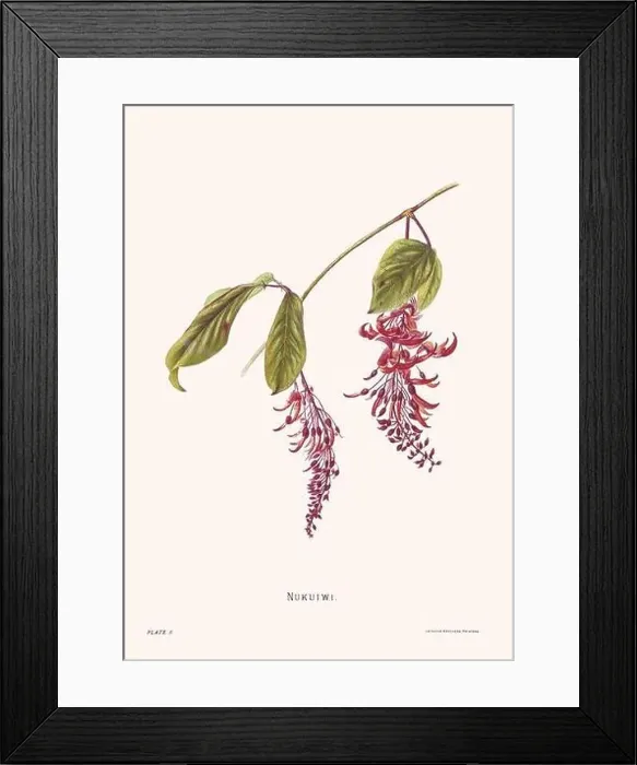 Framed Print : Flower illustration of Hawaiian blooms from 1885 Framed Print : Flower illustration of Hawaiian blooms from 1885