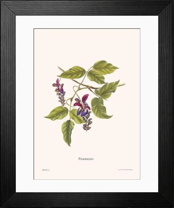 Framed Print : Flower illustration of Hawaiian blooms from 1885 Framed Print : Flower illustration of Hawaiian blooms from 1885
