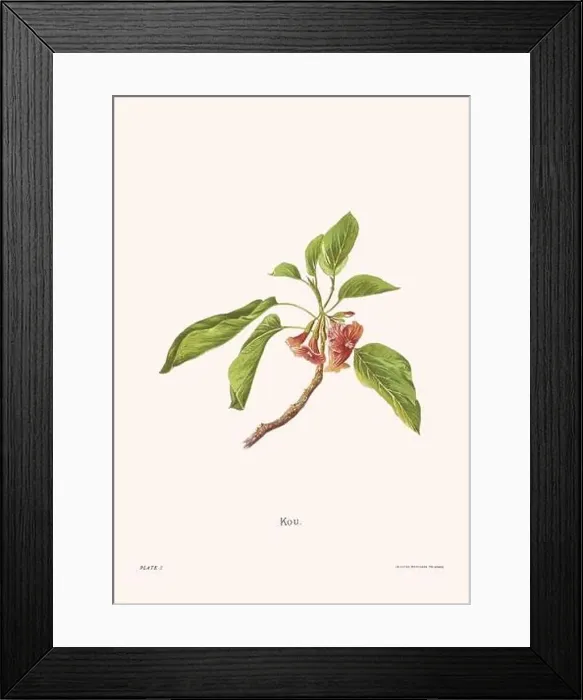 Framed Print : Flower illustration of Hawaiian blooms from 1885 Framed Print : Flower illustration of Hawaiian blooms from 1885