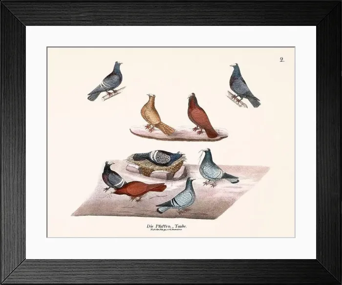 Framed Print : Vintage pigeon illustrations from a German book on pigeon breeding Framed Print : Vintage pigeon illustrations from a German book on pigeon breeding