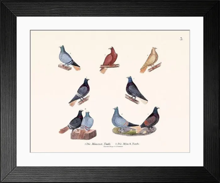 Framed Print : Vintage pigeon illustrations from a German book on pigeon breeding Framed Print : Vintage pigeon illustrations from a German book on pigeon breeding