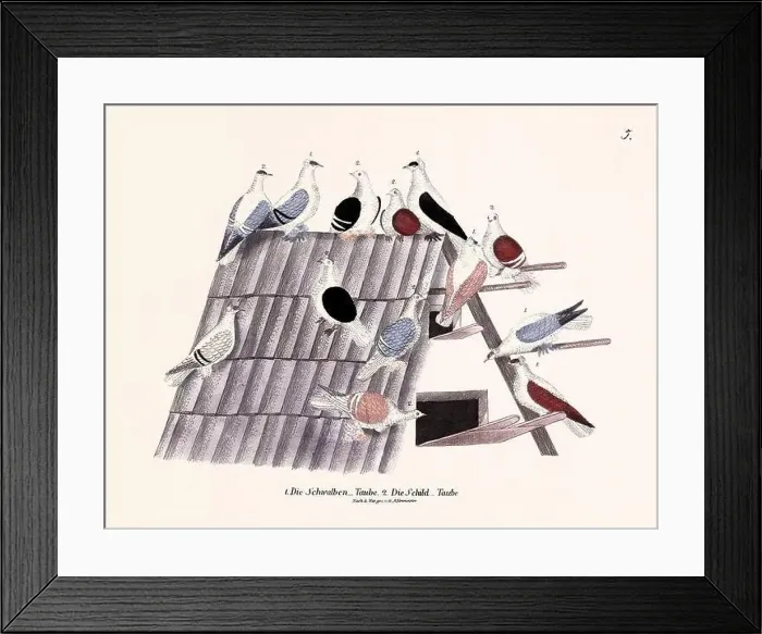 Framed Print : Vintage pigeon illustrations from a German book on pigeon breeding