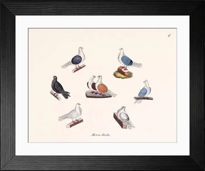 Framed Print : Vintage pigeon illustrations from a German book on pigeon breeding Framed Print : Vintage pigeon illustrations from a German book on pigeon breeding