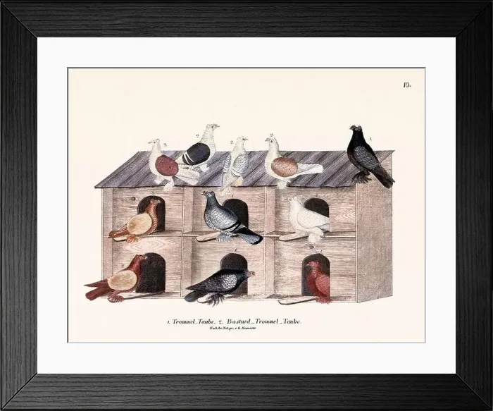 Framed Print : Vintage pigeon illustrations from a German book on pigeon breeding