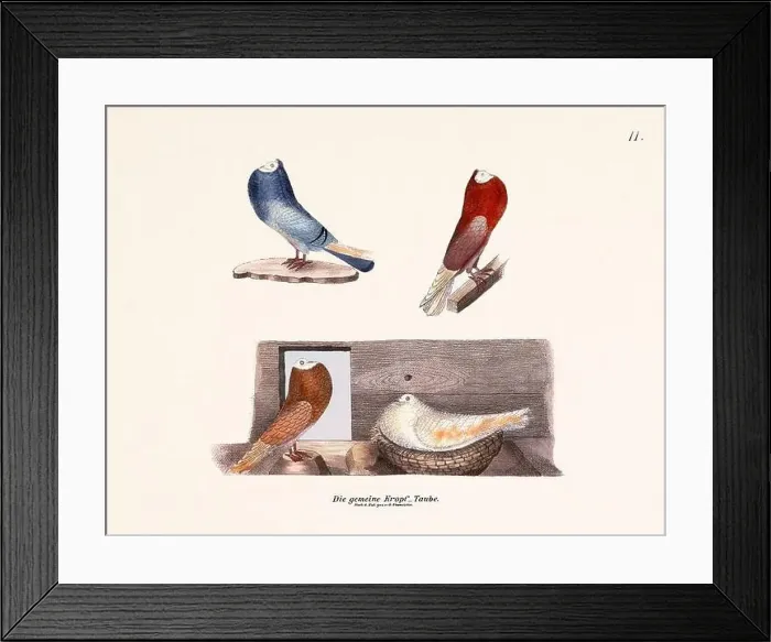 Framed Print : Vintage pigeon illustrations from a German book on pigeon breeding Framed Print : Vintage pigeon illustrations from a German book on pigeon breeding