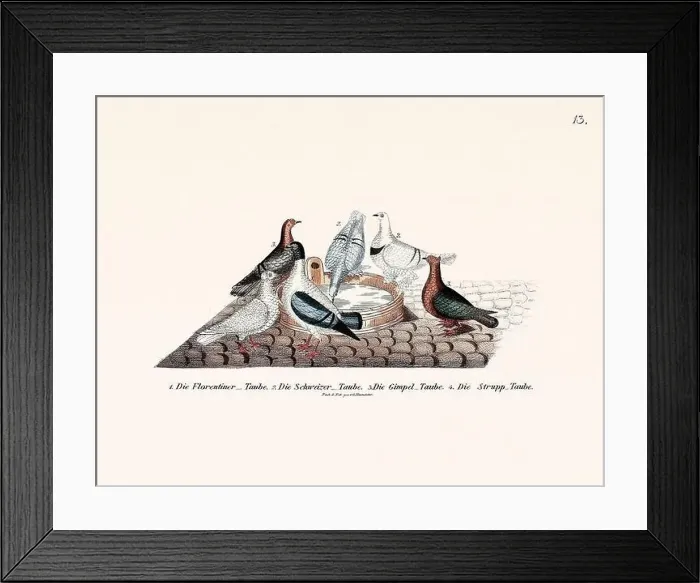 Framed Print : Vintage pigeon illustrations from a German book on pigeon breeding Framed Print : Vintage pigeon illustrations from a German book on pigeon breeding