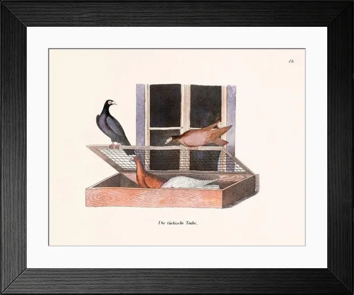 Framed Print : Vintage pigeon illustrations from a German book on pigeon breeding Framed Print : Vintage pigeon illustrations from a German book on pigeon breeding